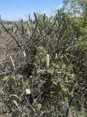 Vachellia hebeclada hebeclada