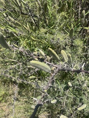 Vachellia hebeclada hebeclada