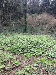 Petasites pyrenaicus