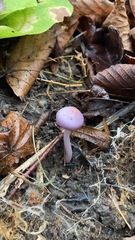 Cortinarius magellanicus
