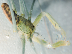 Acanthophrynus coronatus