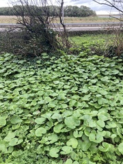 Petasites pyrenaicus