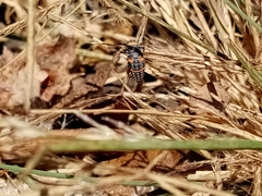 Hippodamia convergens