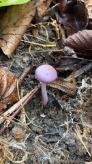 Cortinarius magellanicus