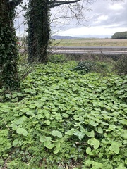 Petasites pyrenaicus