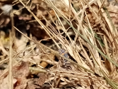 Hippodamia convergens