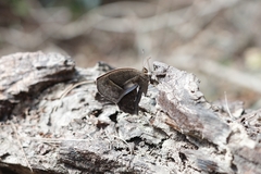 Mycalesis mineus
