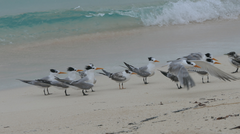 Thalasseus bengalensis