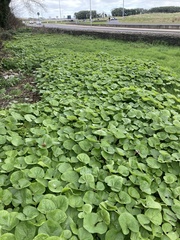 Petasites pyrenaicus