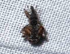 Conotrachelus anaglypticus