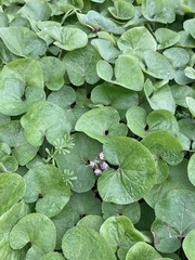 Petasites pyrenaicus