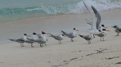 Thalasseus bengalensis