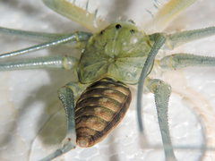 Acanthophrynus coronatus