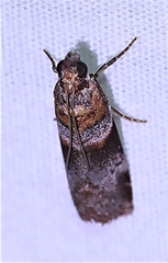 Calguia defiguralis