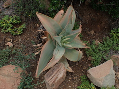 Aloe striata