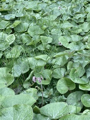 Petasites pyrenaicus