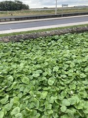 Petasites pyrenaicus