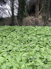 Petasites pyrenaicus