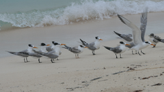 Thalasseus bengalensis