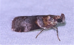 Calguia defiguralis