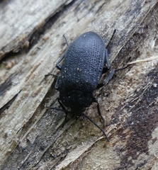 Penthe pimelia