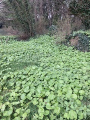 Petasites pyrenaicus