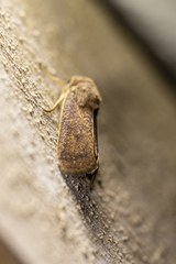 Proteuxoa porphyrescens
