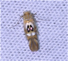 Hieromantis ephodophora