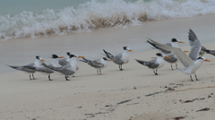 Thalasseus bengalensis