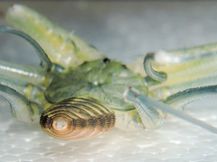 Acanthophrynus coronatus