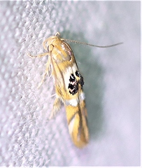 Hieromantis ephodophora