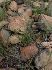 Cyperus uitenhagensis