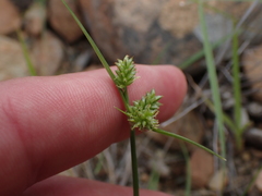 Cyperus uitenhagensis