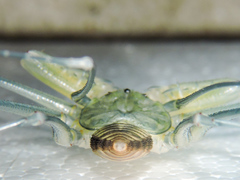 Acanthophrynus coronatus