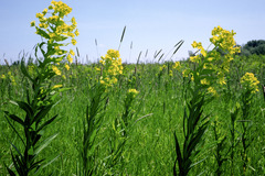 Euphorbia lucida
