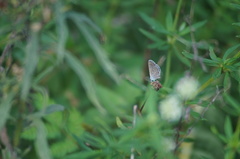 Hemiargus hanno
