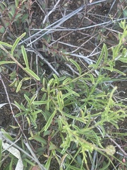 Felicia mossamedensis