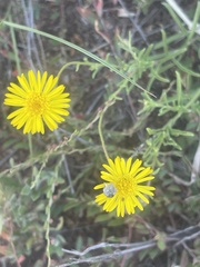 Felicia mossamedensis