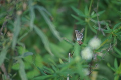Hemiargus hanno