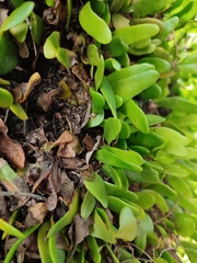 Pyrrosia