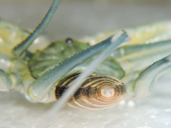 Acanthophrynus coronatus