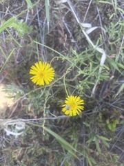 Felicia mossamedensis