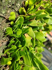 Pyrrosia
