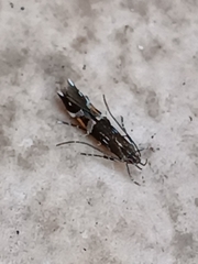 Cosmopterix pulchrimella