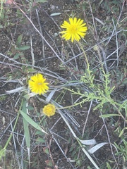 Felicia mossamedensis