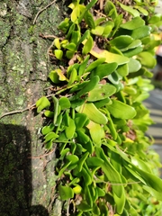Pyrrosia