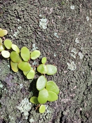 Pyrrosia