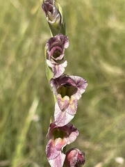 Gladiolus crassifolius