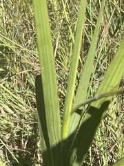 Gladiolus crassifolius
