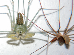 Acanthophrynus coronatus